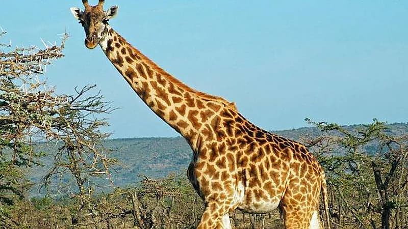 زرافة تنهي حياة طفلة دهسًا وتضع والدتها بحالة حرجة