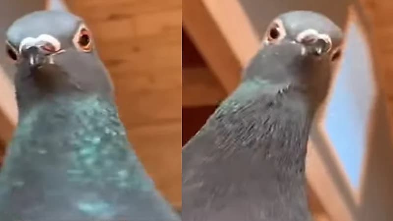 فيديو.. حمامة تحاول إنقاذ فتاة
