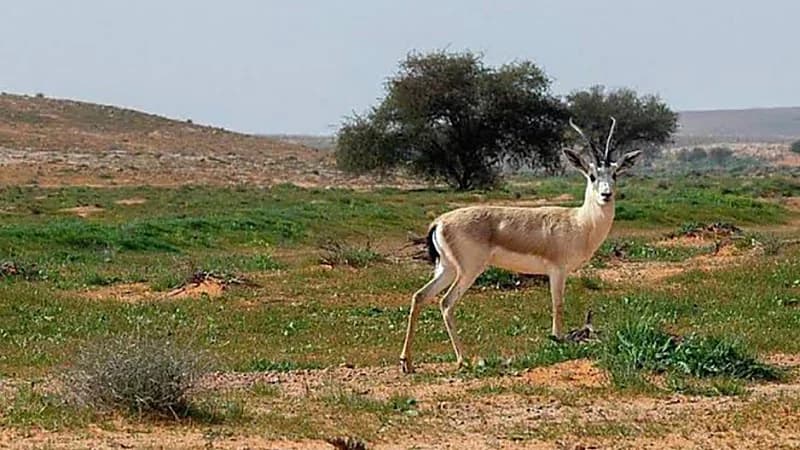 ضبط مخالفين لنظام البيئة في محمية الإمام تركي بن عبدالله الملكية