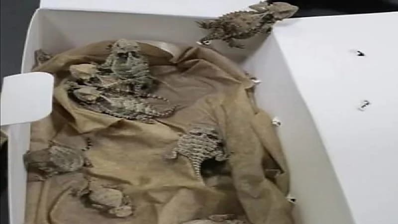 شاهد.. القبض على شخص حاول تهريب أفاعٍ وسحالٍ مهددة بالإنقراض