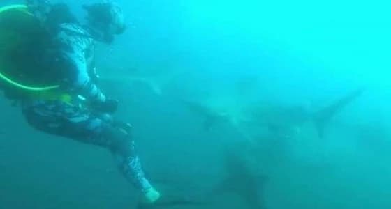 بالفيديو.. معركة شرسة بين غواص وسمكة قرش