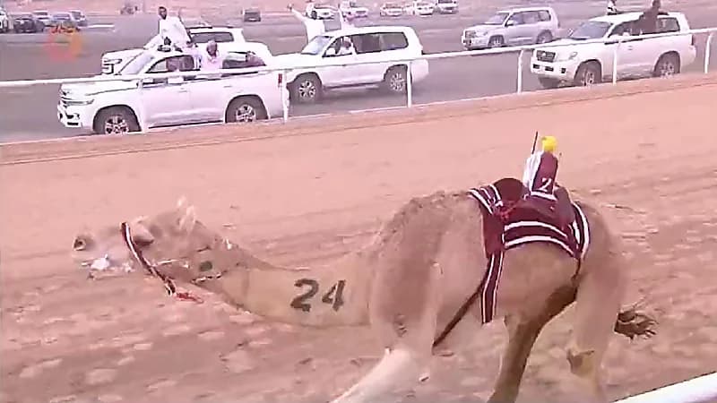 أمير قطر يفوز بجائزة "سيف ولي العهد" الأغلى والأكبر بالمطية ضعاين