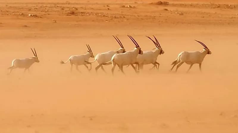 تسجيل محمية عروق بني معارض في قائمة التراث العالمي لمنظمة اليونسكو