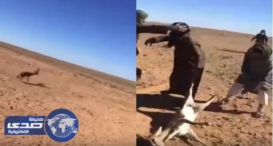 بالفيديو.. صيد غزال بعد مطاردة يثير غضب نشطاء مواقع التواصل