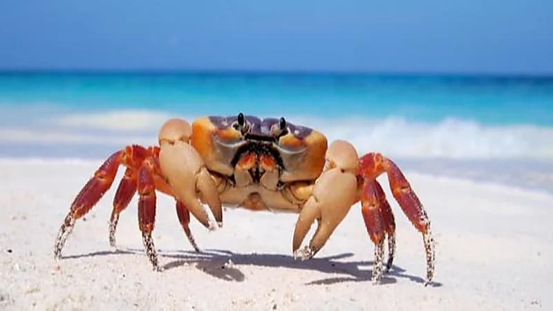 تطوير بطاريات مصنوعة من أصداف السلطعون