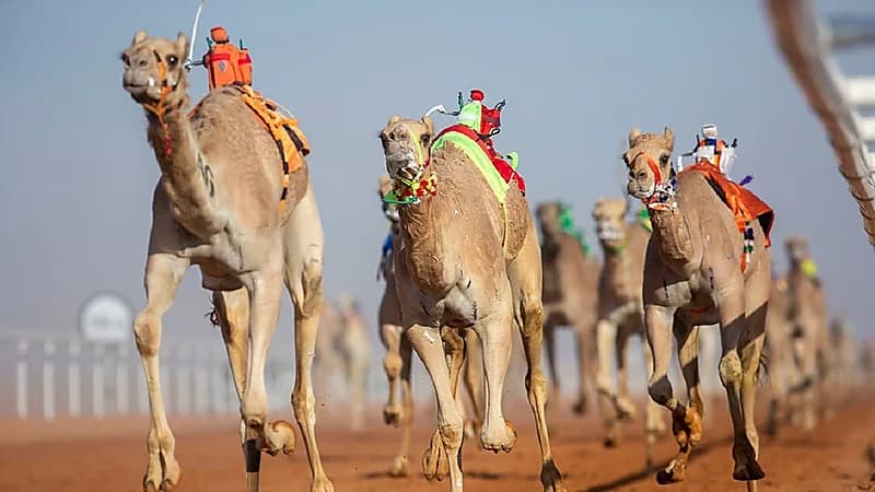 30 سيارة لنقل فائض الأكل من مهرجان الإبل