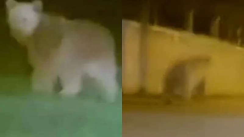 بالفيديو.. دب مفترس يتجول في إحدى شوارع تركيا