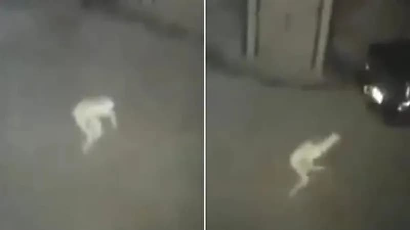 عفريت يتجول داخل جراج منزل ليلا