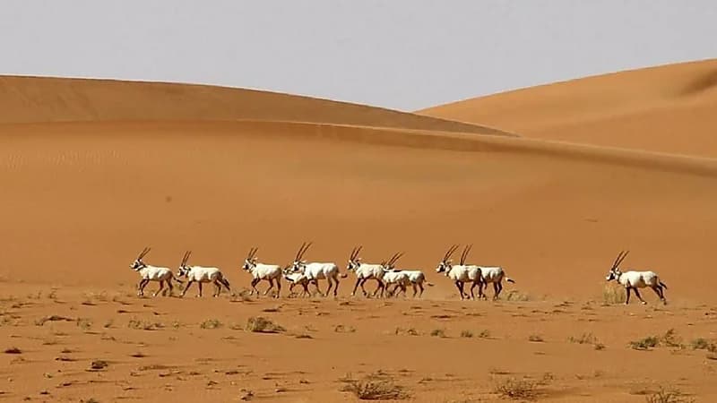 الحياة الفطرية: يحظر تداول المخالفات المرتكبة بالمحميات دون موافقة