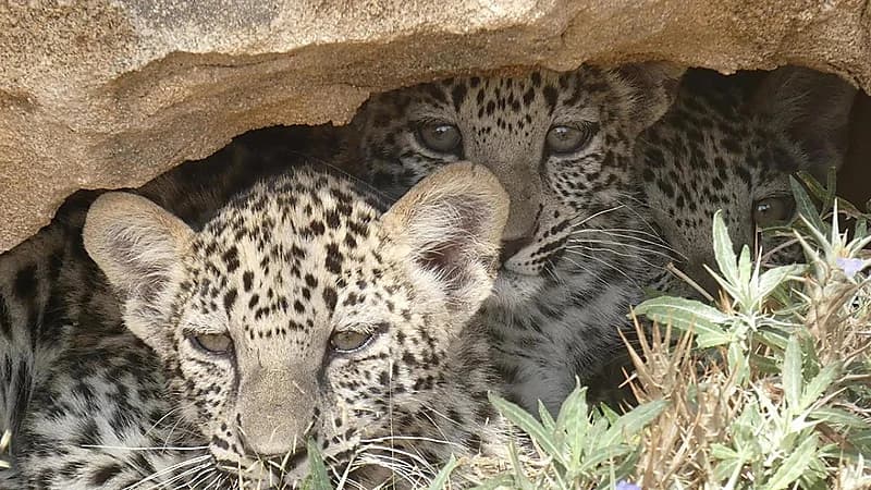 هيئة العلا تعلن ولادة 3 توائم من هراميس نادرة للنمر العربي.. فيديو