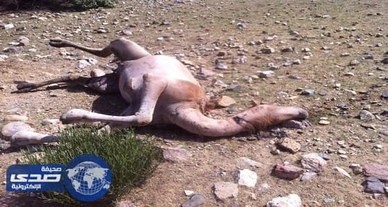 نفوق 4 نياق بعد إطلاق النيران عليها في الطائف