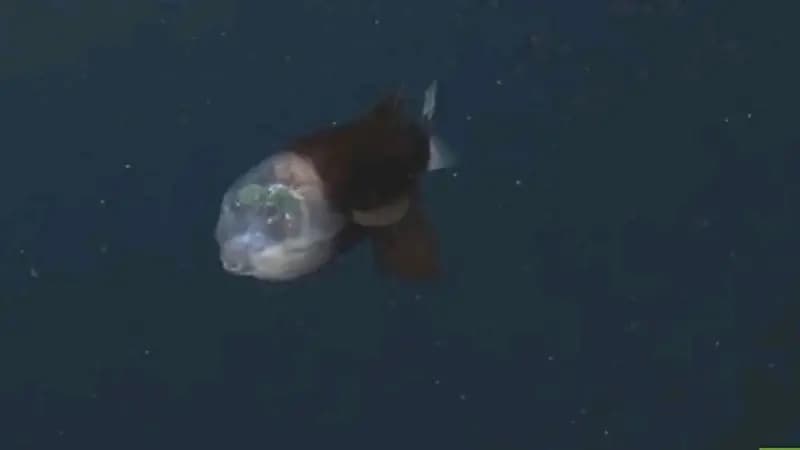 شاهد.. رصد سمكة "فضائية" برأس شفاف في أعماق المحيط الهادئ