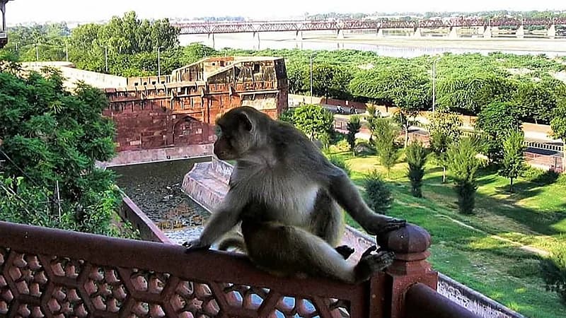 قرود تتسبب في فوضى داخل معبد هندي: مقتل شخصين وإصابة 19 آخرين