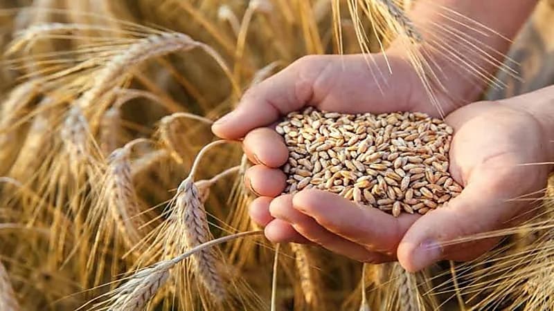 صرف 363 مليون ريال مستحقات الدفعة الخامسة لمزارعي القمح المحلي