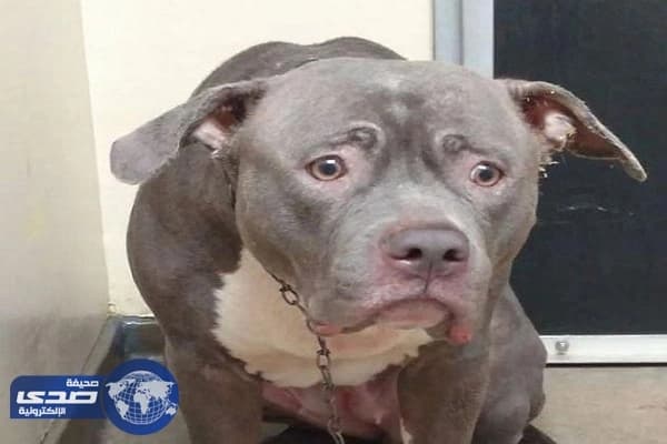 بالفيديو.. ردة فعل حزين لكلبة هجرها أصحابها في الملجأ