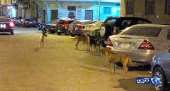 كلاب ضالة تنهش ذراع طفل بعين دار