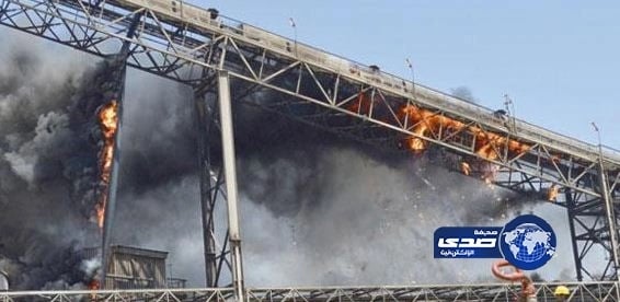 3 أنواع من البكتيريا في أمعاء الإنسان تحمي من السرطان