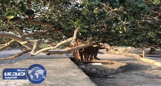 بالفيديو.. استشاري يوضح خطورة شجرة العْشَر: "قد تُسبب فقدان النظر"