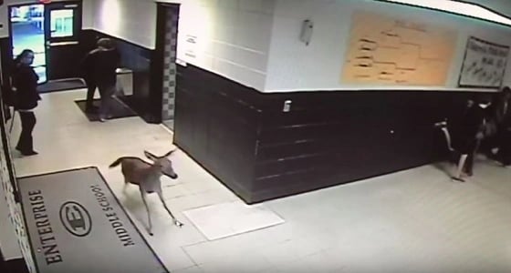 بالفيديو .. غزال يسبب الذعر داخل مدرسة أمريكية