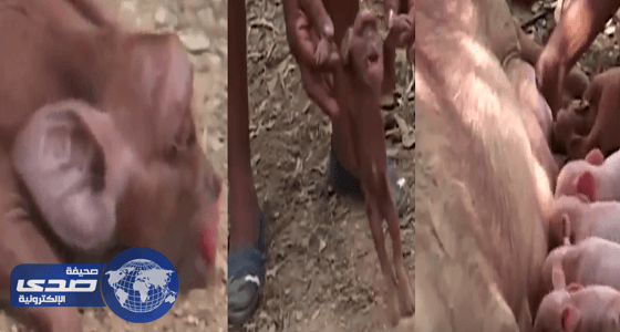 بالفيديو.. ولادة نادرة لخنزير بعين واحدة