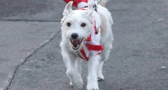 كلبة تحمل بطاقة عضوية للحزب الديمقراطي بألمانيا