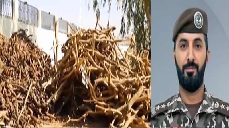 الكشف عن المناطق الممنوع فيها الاحتطاب الجائر "فيديو"