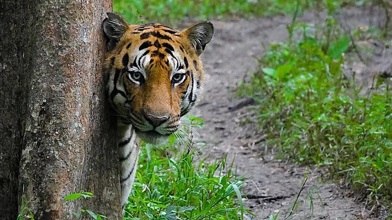 200 شخص يشاركون في قتل نمر التهم امرأة وابنها