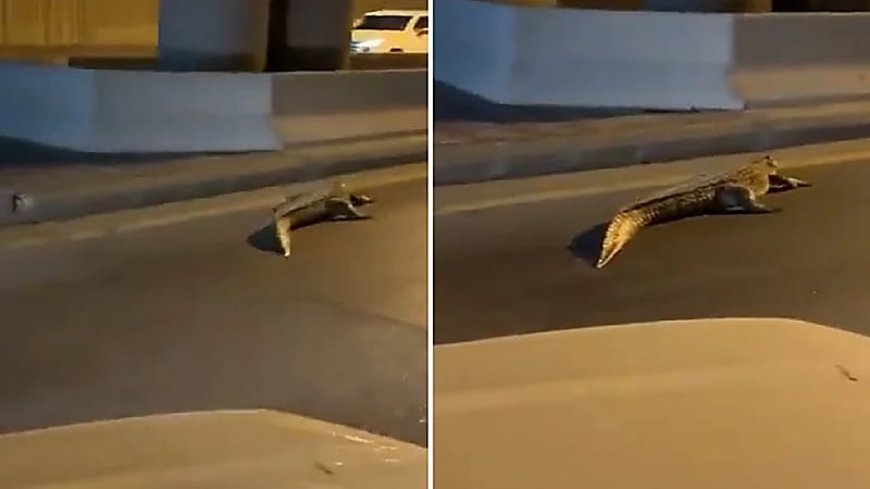 تمساح يتجول في طريق عام.. فيديو