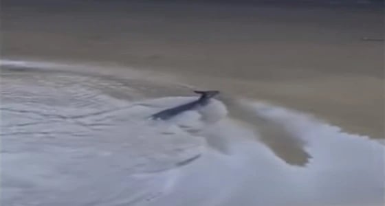 بالفيديو.. غزال يركض بين المارة للقفز من أعلى جسر