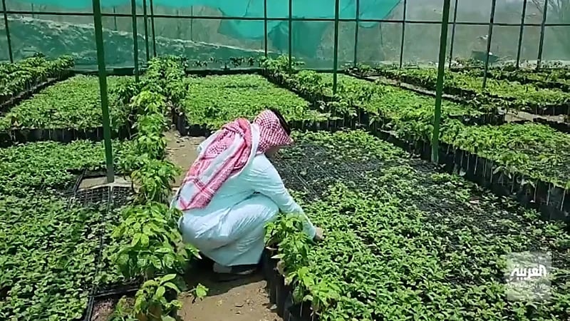 بالفيديو.. مواطن ينشئ أكبر مشتل لأشجار البن بالمملكة