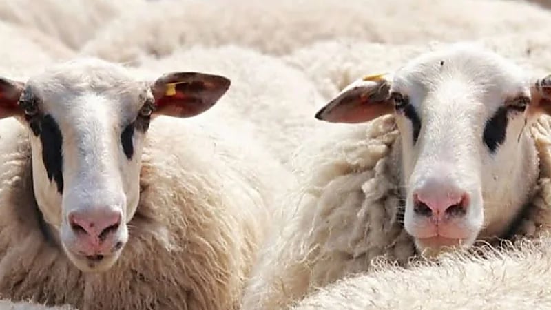 أغرب عادات الاحتفال بعيد الأضحى بين الدول