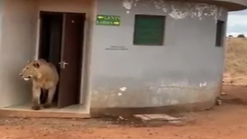 شاهد.. خروج أسد من دورة مياه عامة يفزع المارة