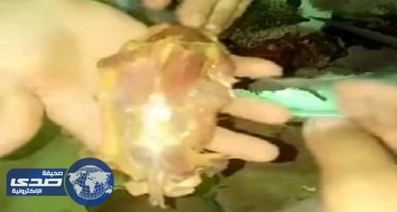 بالفيديو.. شباب يصطادون «قنافذ» لأكلها