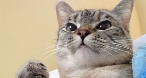 شركة طيران تدفع 50 دولار أمريكي تعويض لامرأة عن إصابة قطها