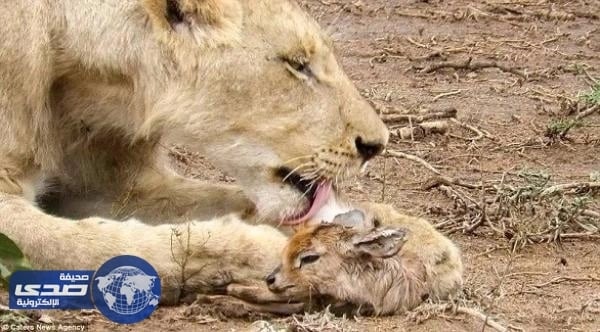 بالصور.. أسد يعتني بغزال صغير وكأنه أحد صغاره