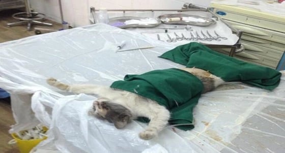 بالصور.. لحظة خضوع قطة عمياء لولادة قيصرية بالمدينة المنورة