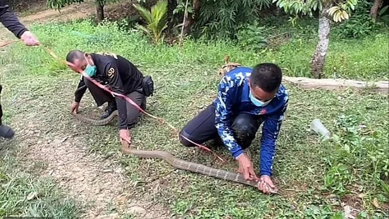 بالفيديو.. رجل يعثر على ثعبان طويل داخل سيارته