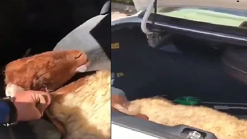 بالفيديو.. رجل يفقد أضحيته بعد نقلها في شنطة السيارة