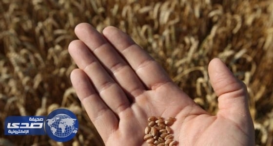 قرار مصري بغربلة شحنة قمح روماني لاحتوائها على بذور خشخاش