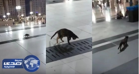 بالفيديو.. قط يقتنص فأراً بعد تربص بالحرم النبوي