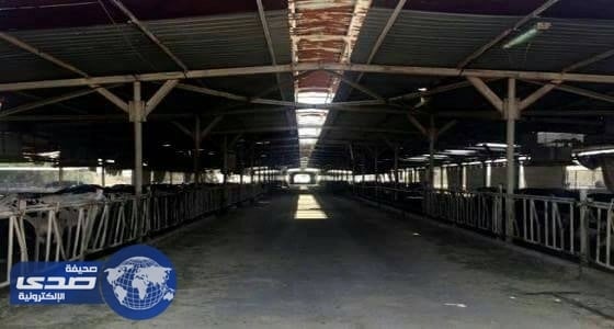 مزرعة أبقار في صحراء قطر تواجه صعوبات بسبب المقاطعة