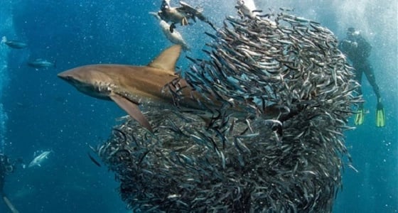 بالصور.. منافسة شرسة بين أسماك قرش وطيور بحرية على السردين