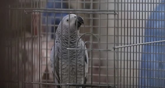 بالفيديو.. ببغاء يحفظ القرآن ويتلوه بنطق صحيح