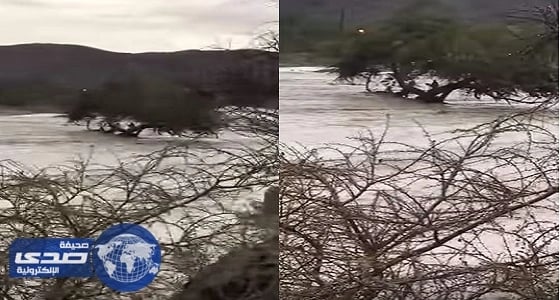 بالفيديو.. مواطنان ينقذان وافد احتجزته السيول بوادي حوران