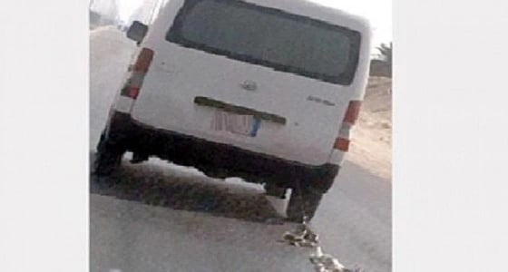 ضبط قائد حافلة يسحل قطتين على الطريق السريع بالأحساء