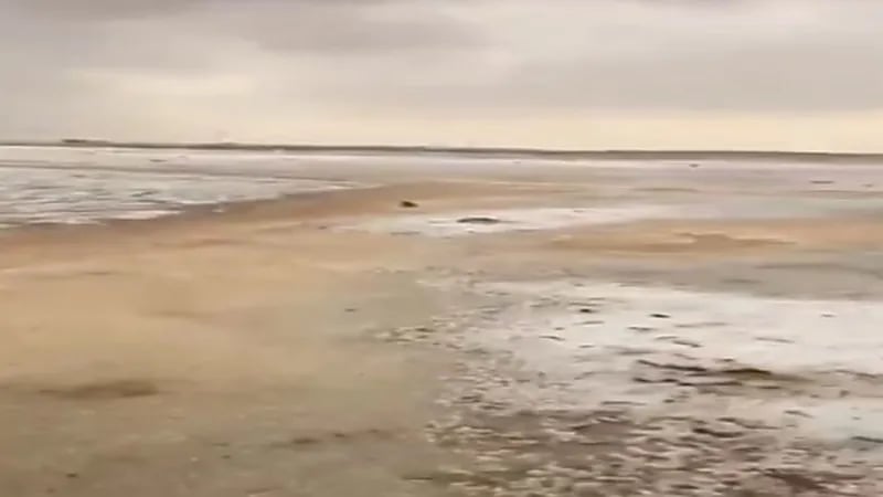 شاهد..  لحظة تساقط الثلوج على القريات 