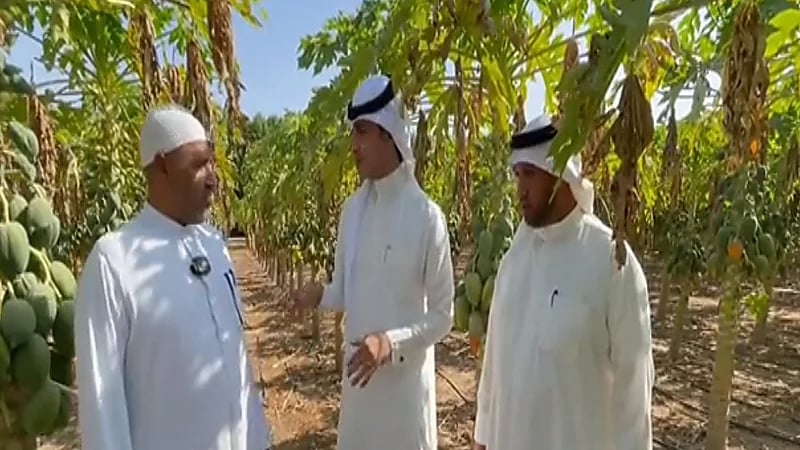 بالفيديو.. ثلاثة إخوة يزرعون " الببايا " بشكل وفير بالقطيف