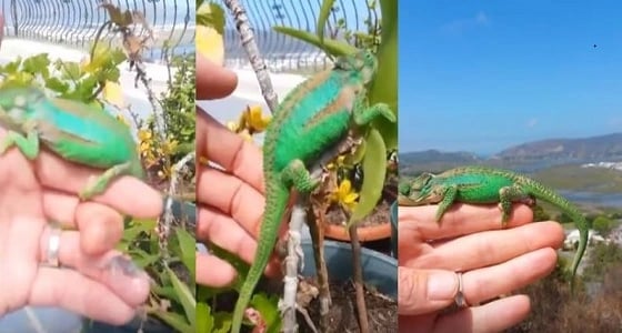 بالفيديو.. حرباء تضع 26 مولودًا على يد رجل