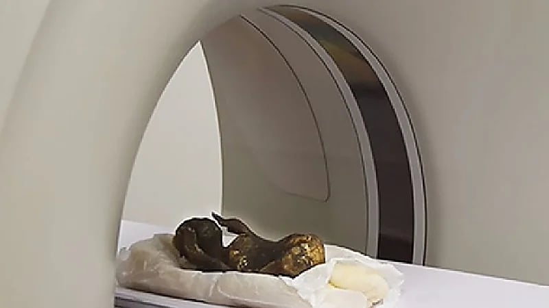 شاهد.. ظهور حورية بحر عمرها ٣٠٠ عام