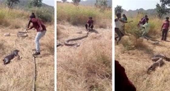 بالفيديو.. أهالي يجبرون ثعبان على تقيؤ كلب ابتلعه